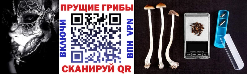закладка Заволжск Псилоцибиновые грибы Cubensis
